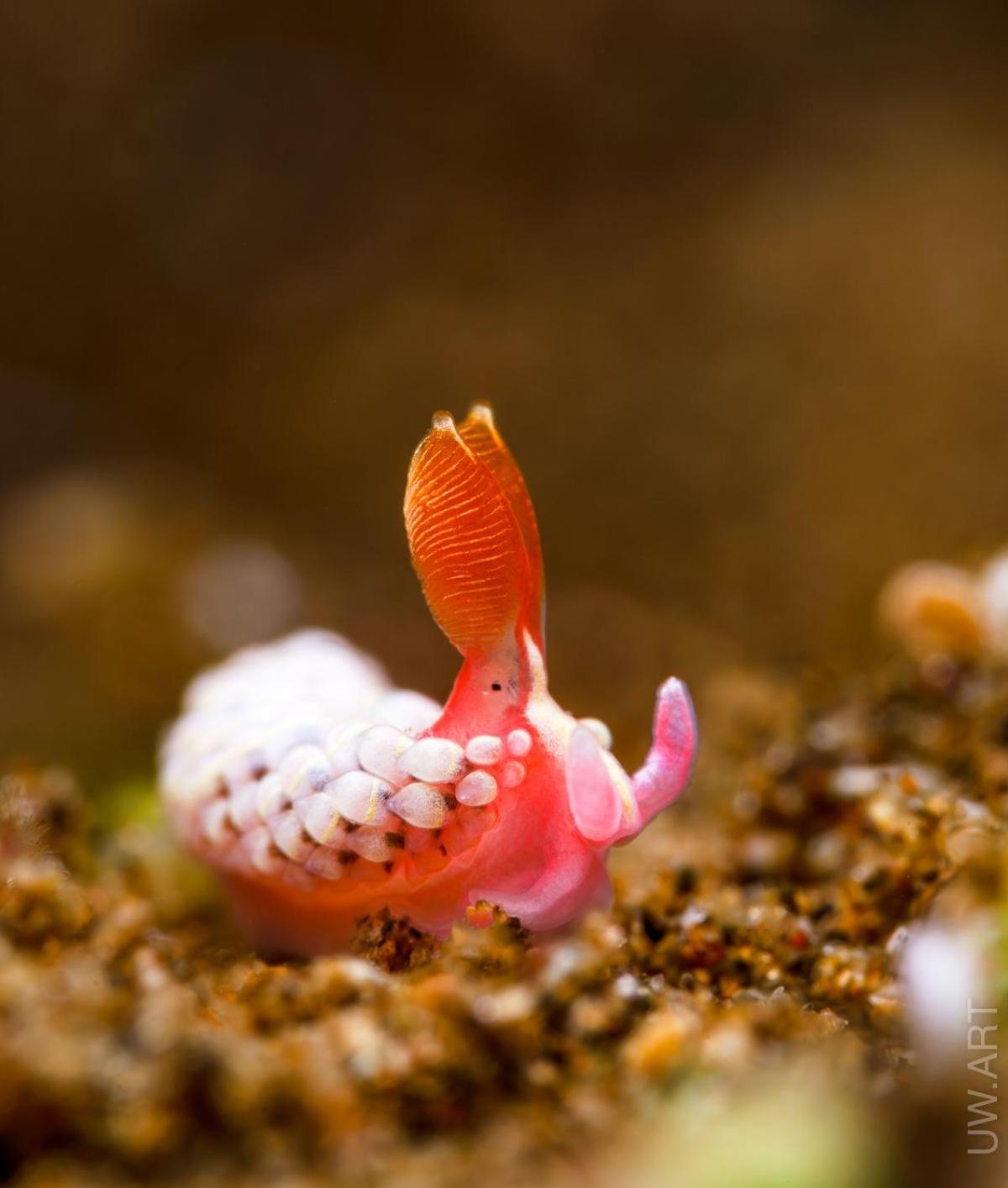 Amila Dive