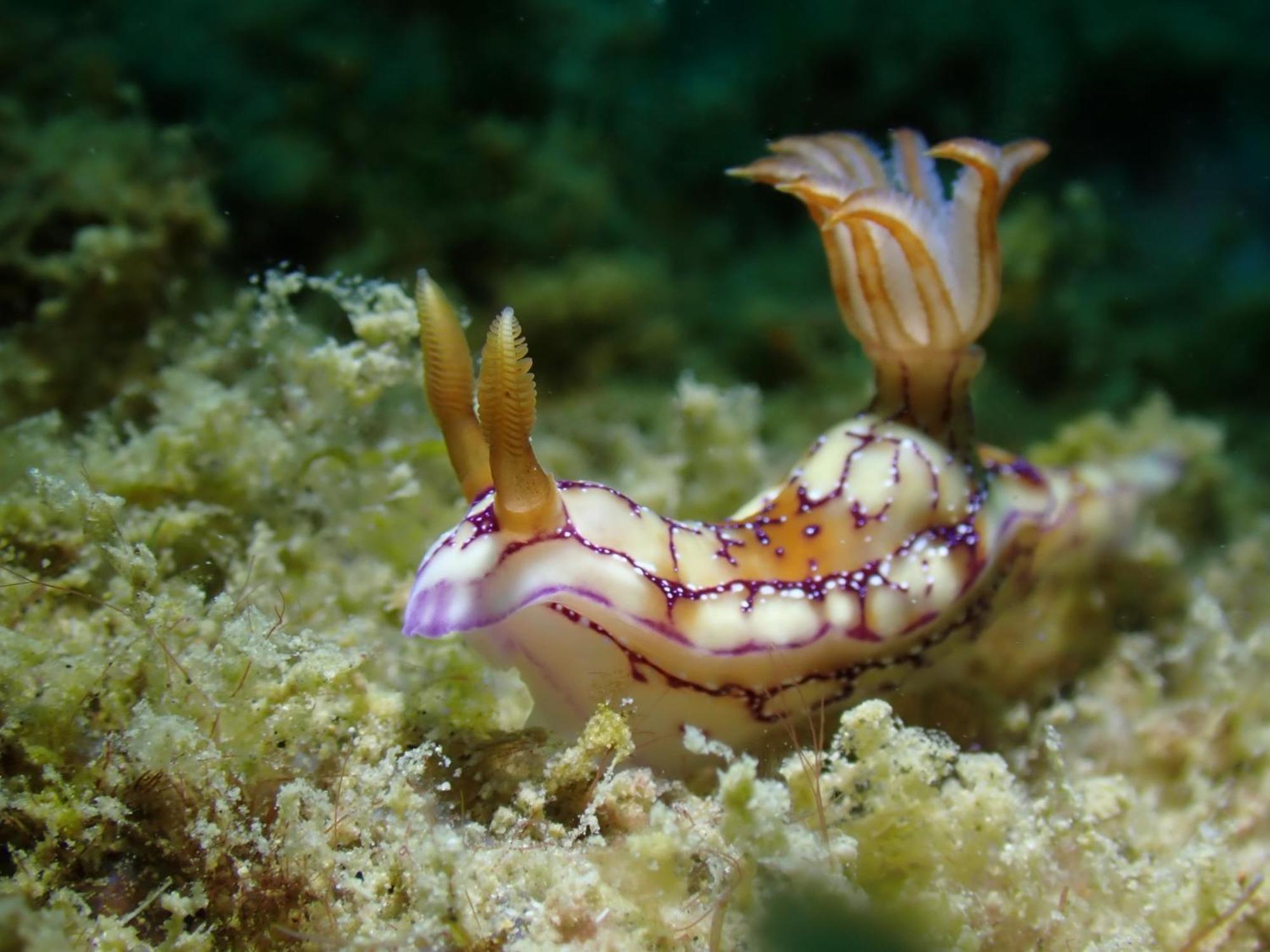 Amila Dive Resort